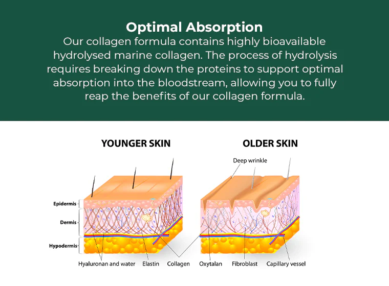 Collagen Complex - Image 7